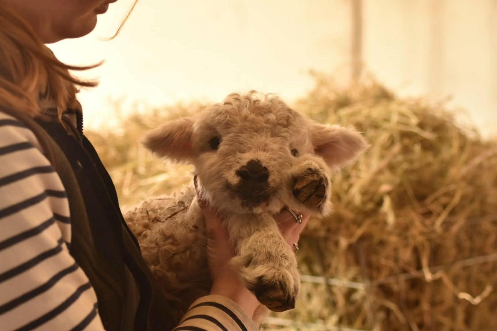 A close up of a lamb which is being held up by a woman. One poor is held up close to its face. Hay is visible in the background.