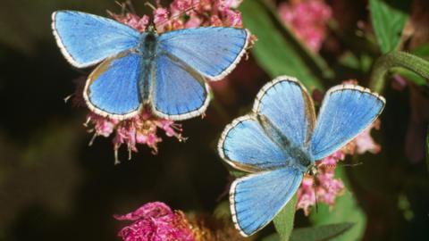 Two blue butterflies. They are pale blue and perched on pink flowers.