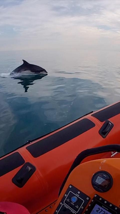 Dolphin in sea next to red RNLI boat
