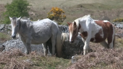 Two ponies graze on moorland in the heat.