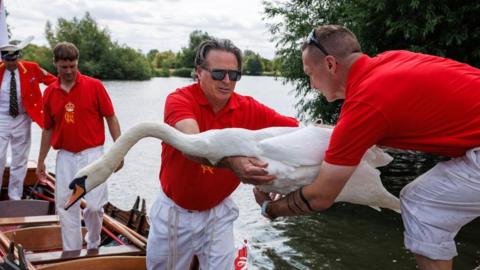 A group of men in red shirts and white trousers are gathered together on a river. Three of the men are on a boat while one stands on the shore. One of the men on the boat is handing a swan to the man on land with both hands. 