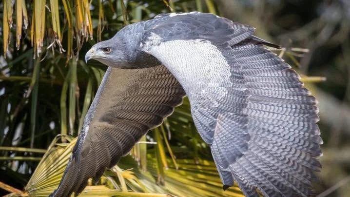 A blue eagle flying through the air. Its wings are oustretched and flapped down.