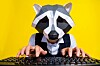 Someone wearing a raccoon mask while typing at a keyboard against a yellow background