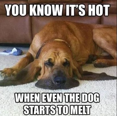 Dogs-melt-too-1782484695792.jpg